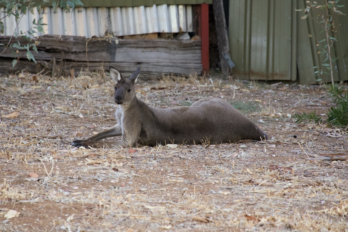 Kangaroo.jpg